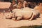 Dozing white rhinoceroses. Biopark, Valencia, Spain