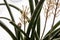 Dracaena angolensis, Sansevieria cylindrica also known as the cylindrical snake plant, African spear in full bloom.