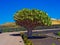 Dracaena draco, the Canary Islands dragon tree, is a subtropical tree-like plant in the genus Dracaena, native to the Canary