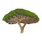 Dracaena, dragon tree. Plants of Africa. Realistic vector object