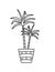 Dracaena in a flower pot, vector illustration of the contour of a palm plant