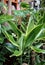 Dracaena fragrans or cornstalk dracaena is a flowering and leafy decorative home plant