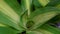 Dracaena fragrans massangeana tropical African bush leaf pattern