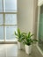 Dracaena fragrans in a white pot sits in a corner of the room. as room decoration