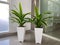 Dracaena fragrans in a white pot sits in a corner of the room. as room decoration
