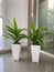 Dracaena fragrans in a white pot sits in a corner of the room. as room decoration