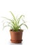 Dracaena house plant