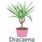 Dracaena, houseplant, flower in a pot - vector illustration, element in flat style