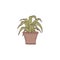 dracaena houseplant. Indoor potted plant vector outline doodle illustration.