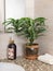 Dracaena indoor plant in a flowerpot, liquid soap pump and clean towel on the counter in the bathroom.