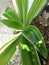 Dracaena leaves Varigata in the garden