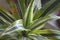 Dracaena lemon lime 3323