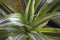 Dracaena lemon lime 3324