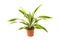 Dracaena Lemon Lime