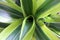 Dracaena Lemon lime closeup