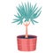 Dracaena marginata. Flower. House plant. Potted plant. Comfortable  house. Flower pot. Table plant. Plant on a white background.