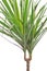 Dracaena marginata plant