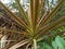 Dracaena marginata tricolor ornamental plant. The leaves are elongated with red, green and yellow colors