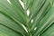 Dracaena Palm macro on white background with new leaf. Home gardening concept. Lush