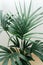 Dracaena Palm on white background with new leaf. Home gardening concept. Lush