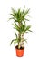 Dracaena plant