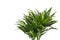 Dracaena plant