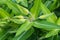 Dracaena plant detail leaf blossom young