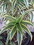 Dracaena is a plant that grows upright with round stems and joints.