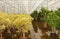 Dracaena plants in a hydroculture plant nursery