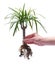 Dracaena rooted cutting house plant  on white background