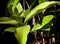 Dracaena Surculosa a Houseplant with green berry