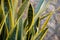 Dracaena trifasciata. Close-up of a green and yellow plant