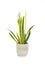 Dracaena trifasciata Sansevieria laurentii or Snake Plant in cement pot isolated on white background. Image with Clipping path