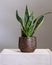 Dracaena trifasciata, snake plant