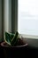 Dracaena trifasciata, snake plant next to a window. houseplant, potted plant