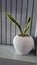 Dracaena trifasciata in White Vase also Snake Plant for Home.