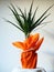 Dracaena, tropical plant as an interior item. A gift in orange wrapping paper on a table with a white napkin. White