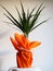 Dracaena, tropical plant as an interior item. A gift in orange wrapping paper on a table with a white napkin. White