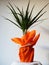 Dracaena, tropical plant as an interior item. A gift in orange wrapping paper on a table with a white napkin. White