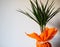 Dracaena, tropical plant as an interior item. A gift in orange wrapping paper on a table with a white napkin. White