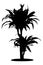 Draceana palm black silhouette