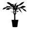 Draceana palm in flower pot black silhouette