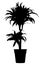 Draceana palm in flower pot black silhouette