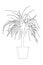 Draceana palm in flower pot outlines silhouette