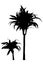 Draceana palm separated black silhouette