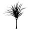 Draceana palm yucca black silhouette