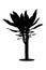 Draceana yucca palm black silhouette