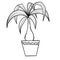 Dracena dragon tree in a pot in black line outline cartoon style. Coloring book houseplants flowers plant for interrior