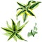 Dracena green leaves. Leaf plant floral foliage. Watercolor background set. Isolated dracena illustration element.