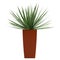 Dracena houseplant in a tall container